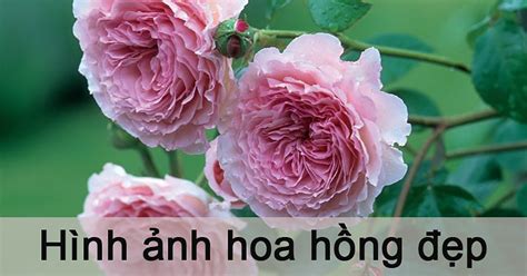 Tải Các Loài Hoa Đẹp: Bộ Sưu Tập Hoa Tươi Đẹp Cho Thiết Kế Sáng Tạo ...