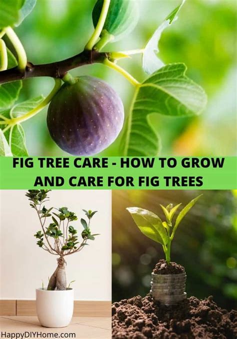 Fig Tree Care Guide - How to Grow Fig Tree | Happy DIY Home