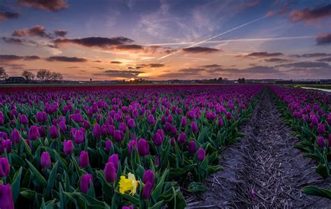 Tulips Field At Sunset Wallpapers - Wallpaper Cave