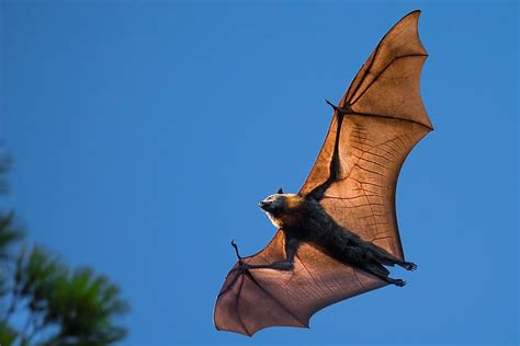 Flying Foxes: The Largest Bats in the World - WorldAtlas