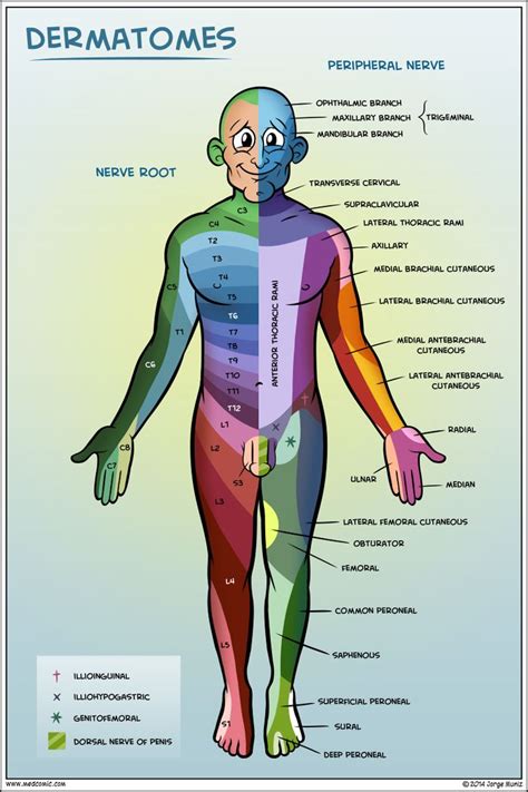 Dermatomes, nerve roots and peripheral nerves! | Athletic Training ...