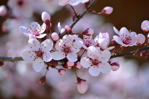 Pink Cherry Blossom Photography