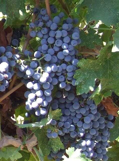 Cabernet Sauvignon - Grapevines Galore