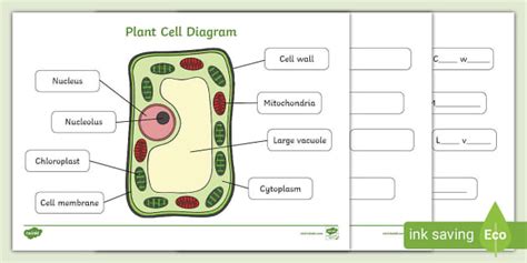 Labelled Plant Cell Diagram - Handy Worksheets for Children