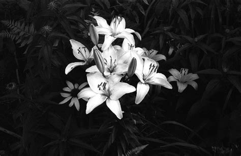 Black And White Contrast Photography