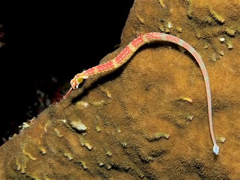 Pipefish - Seahorse Facts and Information