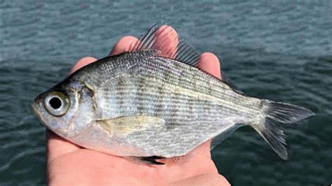 Walleye Surfperch | Mexico – Fish, Birds, Crabs, Marine Life, Shells ...