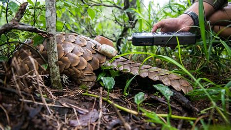 Pangolin Conservation Project - Africa Foundation