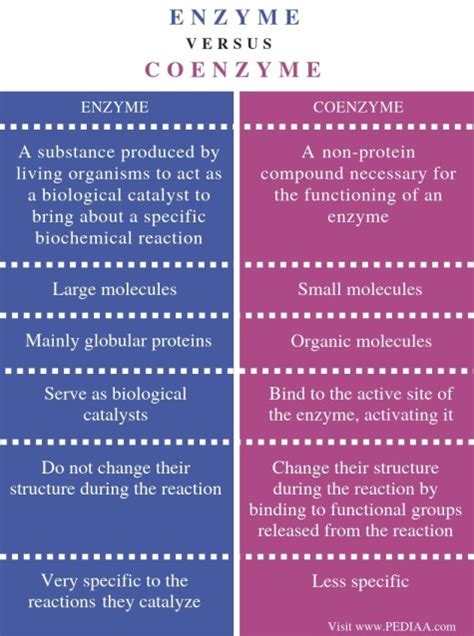 Difference Between Enzyme and Coenzyme - Pediaa.Com