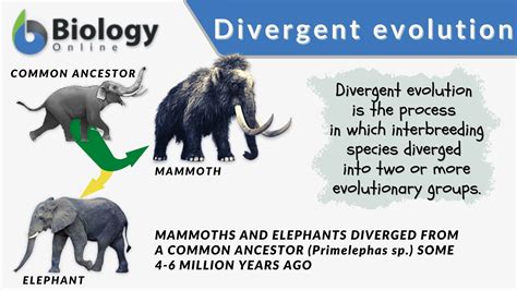 Divergent Evolution