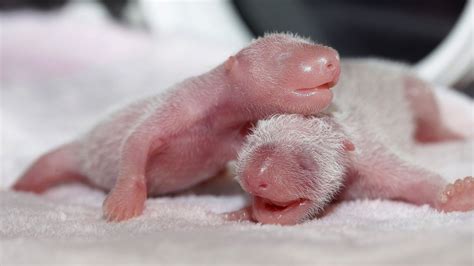 China Debuts Its Newborn Panda Twins - ABC News