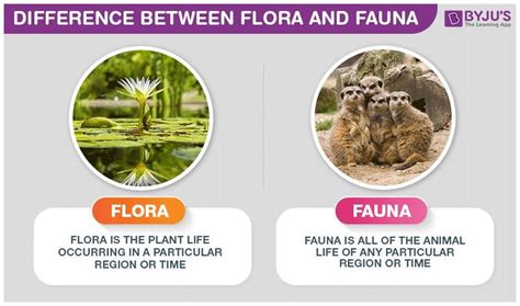 Difference Between Flora and Fauna - Find Out Their Unique Differences.