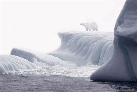 Polar Bear On Iceberg Photograph by Grant Faint - Pixels