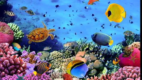 Aquarium Wallpaper (72+ images)