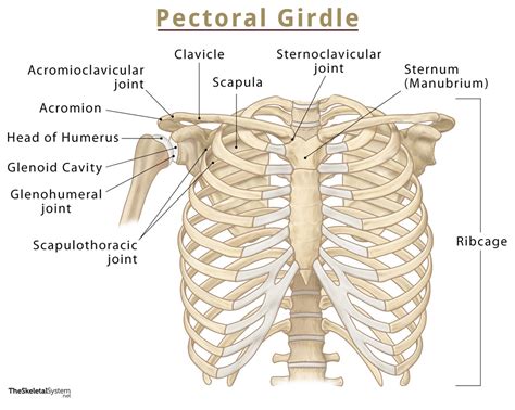 Pectoral Girdle Anatomy Bones Muscles Function Diagram | Images and ...