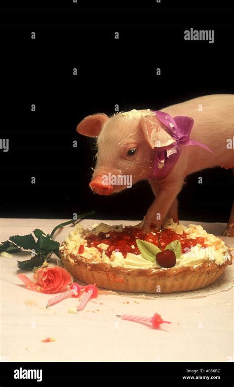 young pig eating fruit birthday cake Stock Photo - Alamy