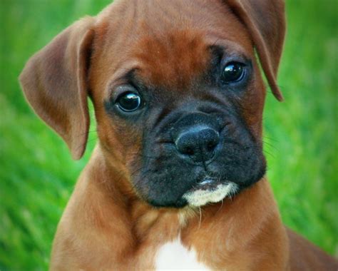 Dark Brown Boxer Puppies UK Strong Puppies | Animals | Pinterest | Baby ...