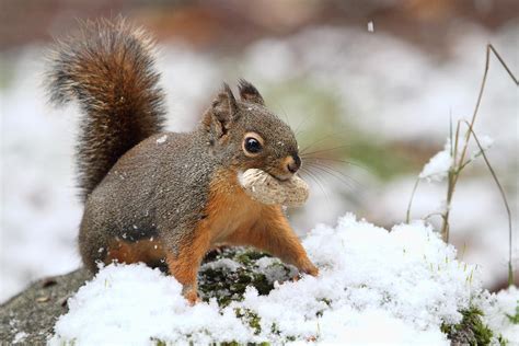 Squirrel In Snow Photograph by Peggy Collins