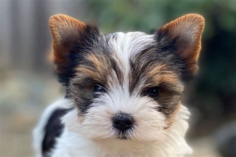 10 Best Dog Foods For Yorkies (2024 Guide)