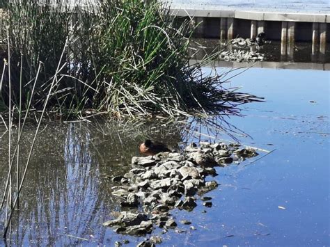 Wood duck in swamp habitat stock photo. Image of orange - 169519810