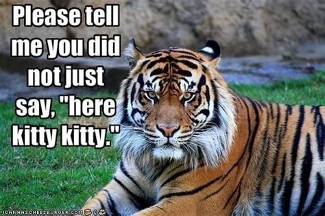 Important Tiger Memes To Get You Through Today | Funny tiger, Tiger ...