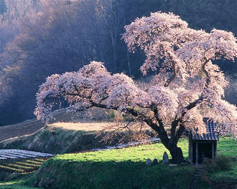 Cherry blossom Tree in Misty Morning Japanese Blossoming cherry tree ...