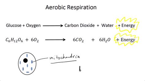 Cellular Respiration In Plants Equation