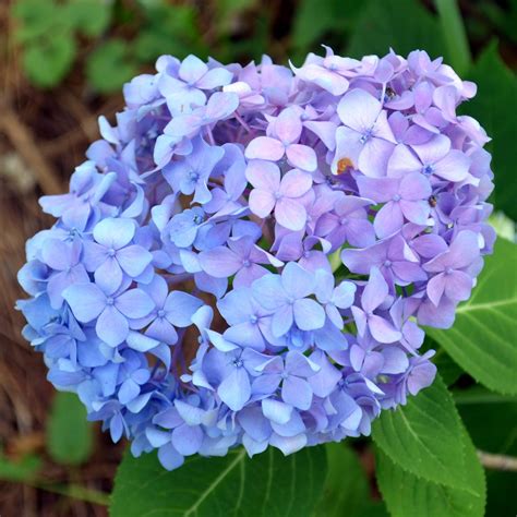 Farmers Seed & Supply Co. Inc.: Hydrangea - Flower of Many Colors