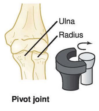 Pivot Joints: Structure, Functions & Types