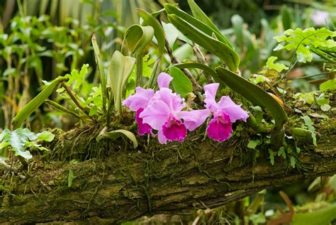 Orchideen Regenwald - Erfahren Sie mehr über die Heimat der Pflanzen