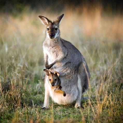 Kangaroo Joey Newborn