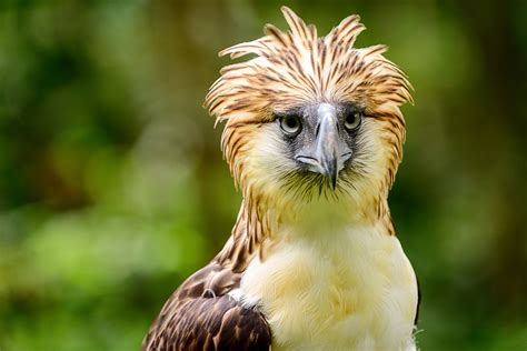 Philippine Eagle Center Tours | Guide to the Philippines