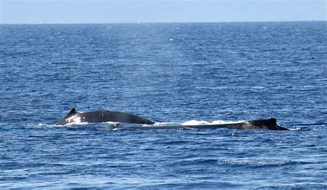 Whale Watching In Lahaina, Maui - The Red Painted Cottage