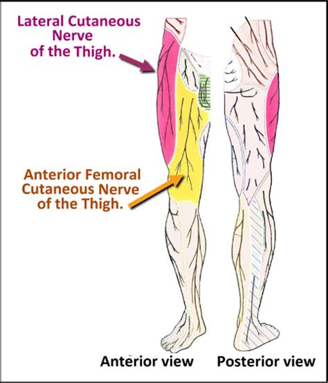 Table 1 from Nerve block of lateral femoral cutaneous nerve of the ...