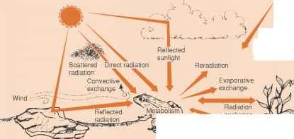 Ectotherms and endotherms - Species Richness - Ecology Center