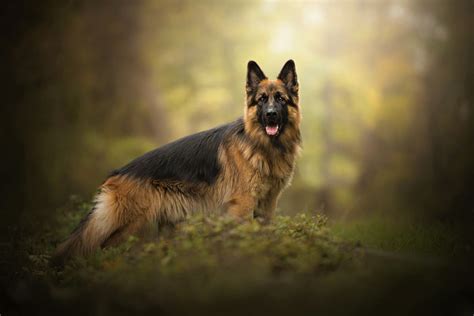 Majestic German Shepherd HD Wallpaper