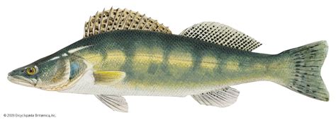 Pike perch | Freshwater, European, Predator | Britannica