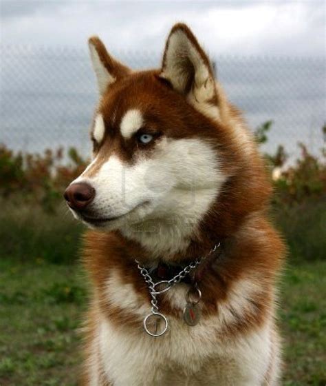 Adorable Red Husky Puppy