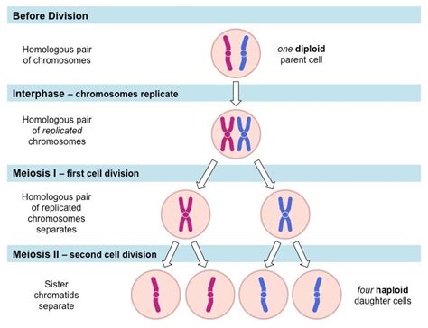 Meiotic Division | BioNinja A Level Biology, Meiosis, Cell Division ...