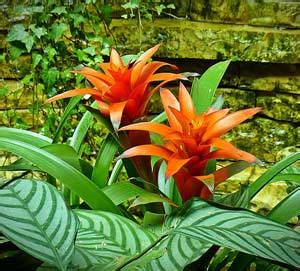 Cute Tropical Rainforest Plants