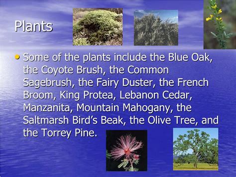 PPT - Chaparral Biome PowerPoint Presentation, free download - ID:1050111