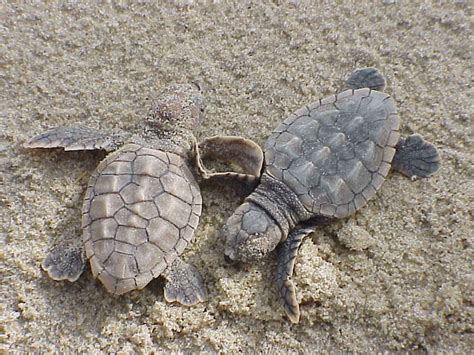 File:Loggerhead sea turtle hatchlings caretta caretta.jpg