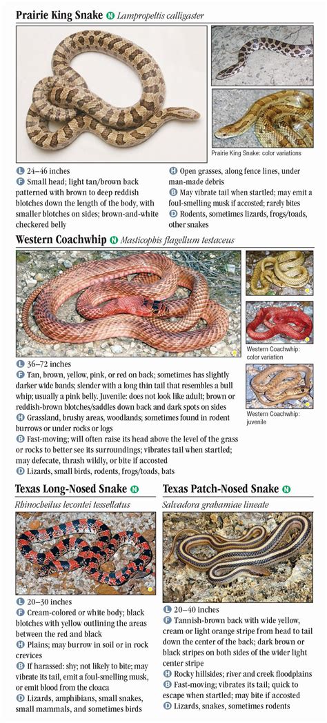 Texas Baby Snake Identification Chart