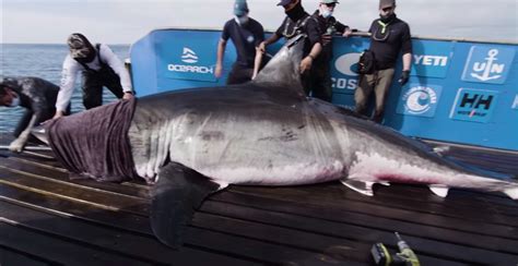 Biggest ever great white shark weighing TWO TONS found off the coast of ...