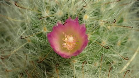 Cactus flower blooming time lapse. 16970447 Stock Video at Vecteezy