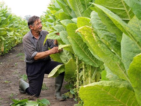 Tobacco Harvesting Methods: Leaf Priming & Stalk Cutting | Cigar Journal