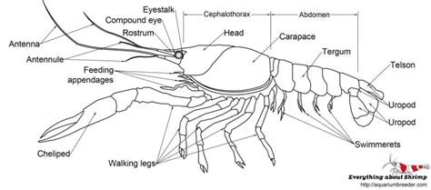 Crayfish External Anatomy - Shrimp and Snail Breeder