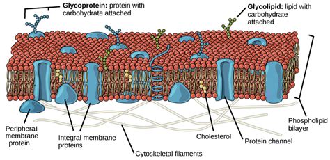 Describe the Diverse Role of Proteins in Membranes - LizethanceVincent