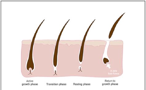 Schematic of hair growth and hair loss stages. | Download Scientific ...