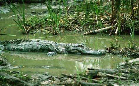 American Alligator - Alligator Mississippiensis | Wildlife Journal Junior